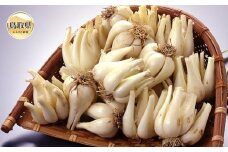 B24-346 鳥取県産 根付らっきょう　5kg【期間･数量限定】