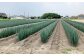 ふるさとの大地に青々と茂る白ねぎ