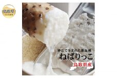 B24-466 ねばりっこ【進物用】約2kg（2-3本入） ながいも　長芋 鳥取県産
