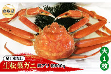 E24-098 【魚倉】足1本なし生松葉ガニ訳あり 大 約800g【期間限定】 鳥取県 おすすめ 松葉かに ズワイガニ
