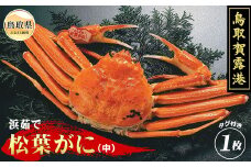 E25-009 鳥取賀露港　浜茹で松葉がに（中）【期間限定】 鳥取県 おすすめ ボイル 松葉かに ズワイガニ