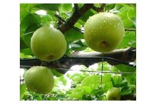 二十世紀梨 5kg箱 (約12~18玉)