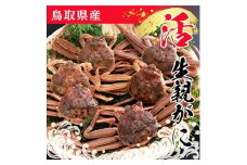 鳥取県産 生親がに【中村商店】