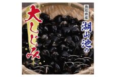 湖山池の大しじみ