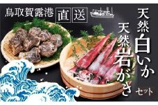 鳥取賀露港 天然白いか・天然岩がきセット【かねまさ・浜下商店】