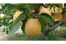 こたつで食べる冬の梨「王秋」3kg【五本松まえ柴】