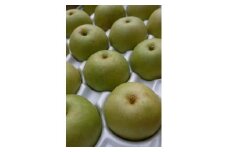 二十世紀梨 2.5kg【たにがみ農園】