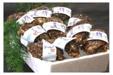 鳥取県産 岩がき「夏輝」【中村商店】
