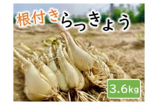 橋本さんちの根付き生らっきょう 3.6kg