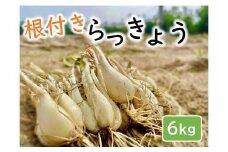 橋本さんちの根付き生らっきょう 6kg