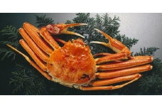 浜茹で特選とっとり松葉ガニ (大)【山根商店】