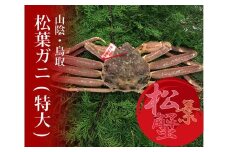 特選とっとり松葉ガニ (特大)【山根商店】