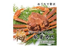 【梅】極選松葉ガニ （ボイル） 500g級 ブランドタグ付（さんチョク）