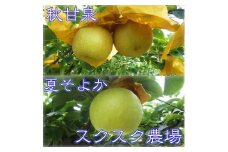 秋甘泉・夏そよかセット 秀品 2.5kg箱【スクスク農場】