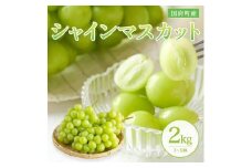 ［鳥取県産シャインマスカット］万葉のしずく ２kg（さんチョク）