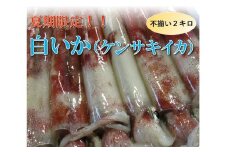 【魚倉】不揃い 白いか (ケンサキイカ) 2kgセット