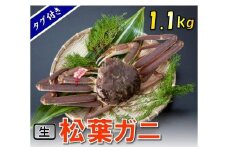 【魚倉】タグ付き生松葉ガニ (特特大1,100g)【到着日指定不可】