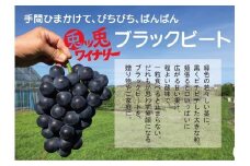 ぶどう ブラックビート 1.5kg (進物用)