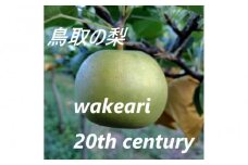 訳あり 二十世紀梨 5kg【まえた農園】