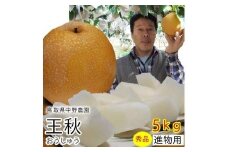 王秋梨 5kg 鳥取県産【フォーシーズン】