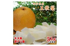 王秋梨 訳あり 5kg 鳥取県産【フォーシーズン】