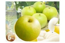 【数量限定】鳥取県産 梨 訳あり ご自宅用 二十世紀梨 5kg