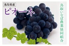 ブドウ ピオーネ 2kg 化粧箱