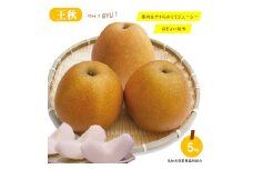 鳥取県産梨「王秋（おうしゅう）」5kg　先行受付