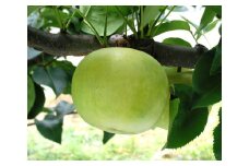 鳥取県産梨「二十世紀梨」5kg　先行受付