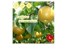 鳥取県産梨「幸水梨」5kg