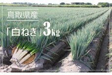 鳥取県産　白ねぎ（3kg）