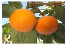鳥取県産柿「輝太郎柿」きたろうかき（3kg）