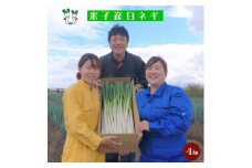 【先行予約】【訳あり】鳥取県産　白ネギの4kgバラ詰め合わせ　お届け：12月～4月末