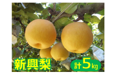鳥取県産梨「新興梨(しんこうなし)」 5kg  【10月下旬～11月上旬お届け】