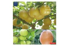 【定期便】鳥取県産　梨食べ比べＣ　３回コース【高島屋選定品】