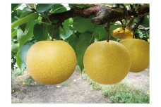 鳥取県産　秋栄梨　１４個（計約５ｋｇ）【髙島屋選定品】