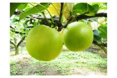 鳥取県産　二十世紀梨　８～９個（計約３ｋｇ）【髙島屋選定品】