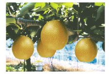 鳥取県産　王秋　３個（計約２ｋｇ）【髙島屋選定品】