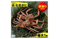 鳥取県産　訳あり（足欠け）活松葉がに（特大1枚）