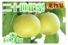 【進物用】鳥取県産梨 「二十世紀」3kg　先行受付