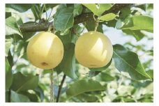 鳥取県産　二十世紀２．５Ｋ（６～８玉）【高島屋選定品】