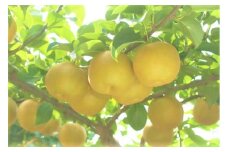 鳥取県産　新甘泉２．５Ｋ（４～８玉）【高島屋選定品】