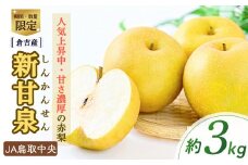 新甘泉【倉吉産】3kg（JA鳥取中央） 鳥取 梨 3kg 果物 フルーツ 和梨 先行予約 数量限定 詰め合わせ 新甘泉