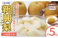 新興梨 【倉吉産】5kg（JA鳥取中央） 梨 なし ナシ しんこうなし 鳥取 5kg 果物 フルーツ 和梨 先行予約 数量限定 詰め合わせ 人気