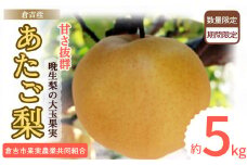 あたご梨 【倉吉産】 5kg（倉吉市果実農業共同組合） 梨 あたご梨 なし 鳥取 果物 フルーツ 和梨 先行予約 数量限定 詰め合わせ 甘い ジューシー 大玉 やわらかい 人気