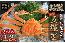 【魚倉】五輝星 ボイル 松葉ガニ （特特大1.2kg）　数量限定品 カニ カニ爪 タグ付き ズワイガニ 冷蔵 松葉ガニ マツバガニ 新鮮 ボイル  鳥取県 倉吉市 特大 カニしゃぶ
