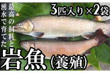 岩魚（養殖）
