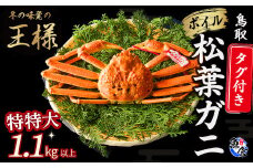 【先行予約】【魚倉】タグ付きボイル松葉ガニ（特特大1.1kg以上）冷蔵 カニ ボイル 松葉ガニ タグ付き 新鮮 カニ爪 ズワイガニ ずわいがに 期間限定 国産 鳥取県 倉吉市