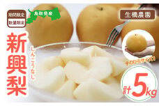新興梨【鳥取県産】5kg（生橋農園） 梨 鳥取 果物 フルーツ 和梨 先行予約 数量限定 人気 甘い 赤梨