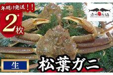 【赤碕町漁業協同組合】 生松葉ガニ 2枚 年明け発送 着日指定不可 松葉ガニ カニ ズワイガニ カニ爪 冷蔵 かにしゃぶ カニ刺身 ずわいがに 鮮度抜群 国産 高級 鳥取県 倉吉市